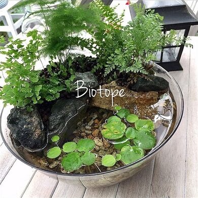 micro-riparium-diy-water-plant-display-diy-lily-spider-plants