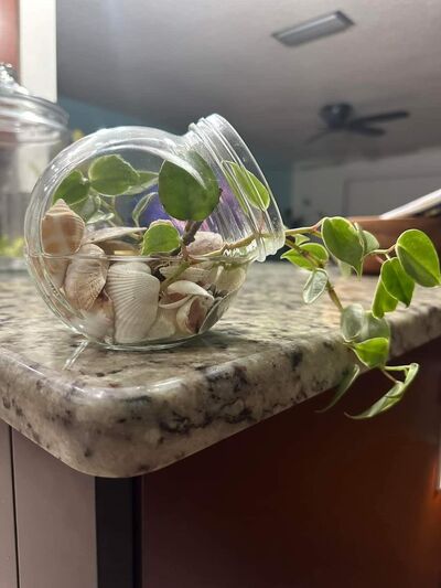 mini-jar-water-plant-display-idea-for-shelf