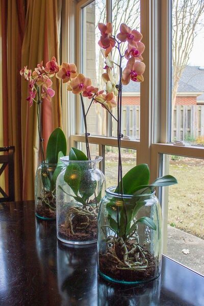 orchid-water-plant-display-ideas