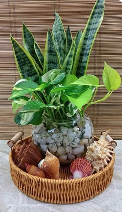 pairing-snake-plant-with-pothos-water-plant-display-idea