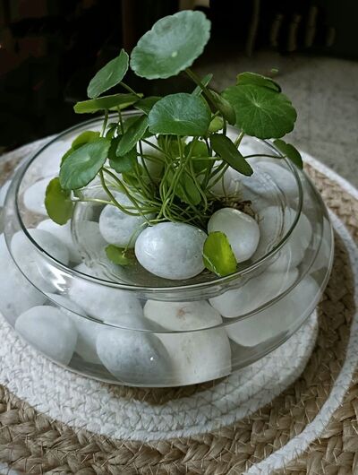 pennywort-water-display