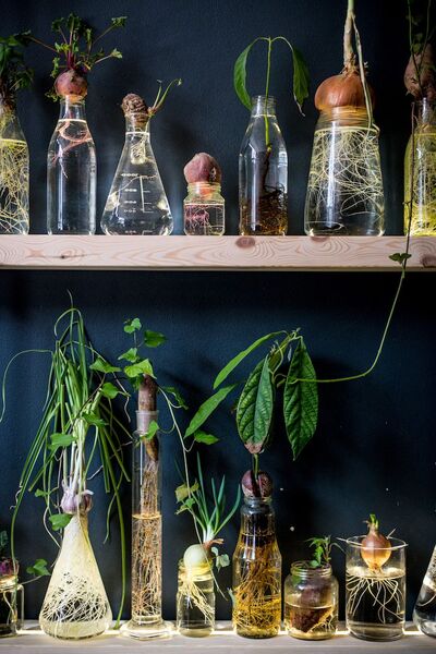 plants-with-bulb-water-plant-dislay-ideas-aesthetics