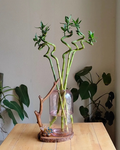 rustic-water-plant-bamboo-display-with-branch-and-wood-slice