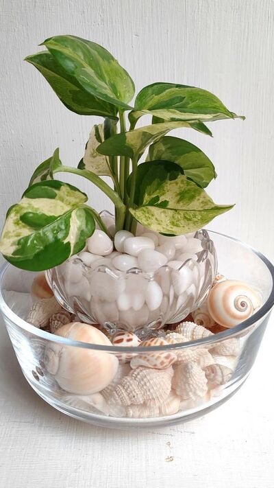 vase-fillers-seashells-pebbles-water-plant-display