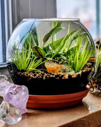 water-plant-display-in-fishbowl