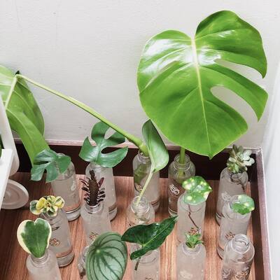 water-plant-display-recycled-bottles-propagation