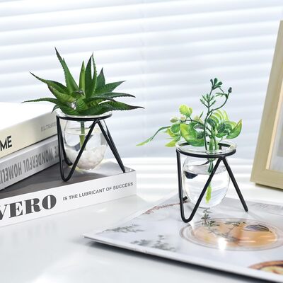 water-plant-hydroponic-glass-vase-indoor-plants