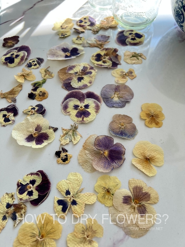 how-to-press-dry-flowers-without-colors-fading